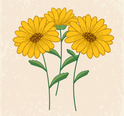 Beautiful yellow daisies vector material

